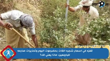 قفزة في أسعار شجرة القات بحضرموت اليوم وتحذيرات صارمة للبائعين: ماذا يعني لك؟